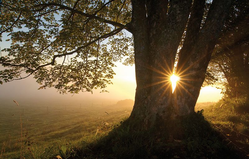 Large Tree With Sun